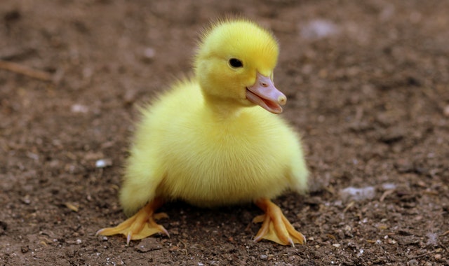 A yellow duckling